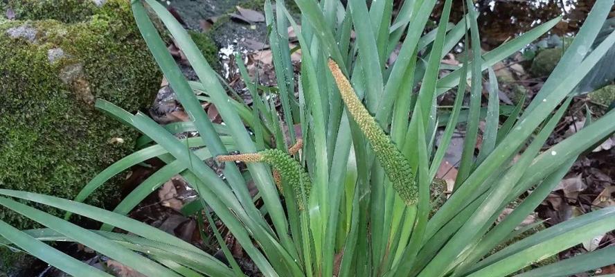 石菖蒲是单子叶植物吗（探究石菖蒲的分类特征与生态习性）