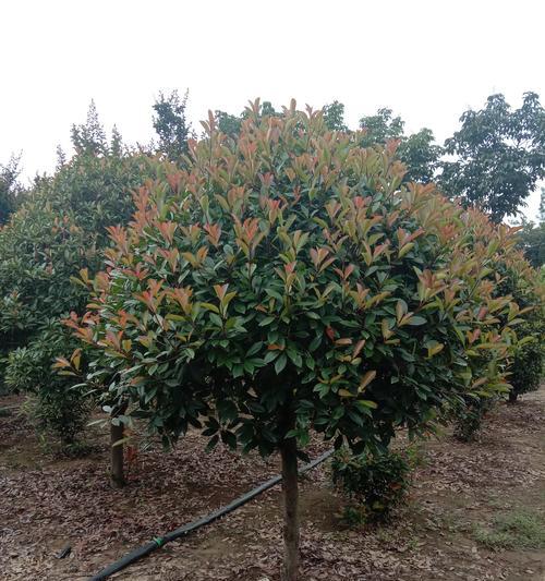石楠球——乔木还是灌木植物（揭秘石楠球的生长特征和分类特点）
