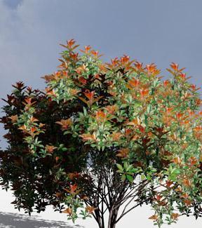 探讨石楠植物的生长习性和分类特点（探讨石楠植物的生长习性和分类特点）