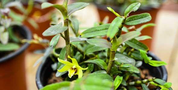 石斛的种植条件（打造适宜石斛生长的环境）