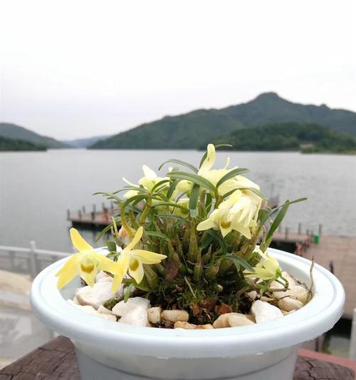 石斛浇水大揭秘（科学浇水让石斛生机勃勃）