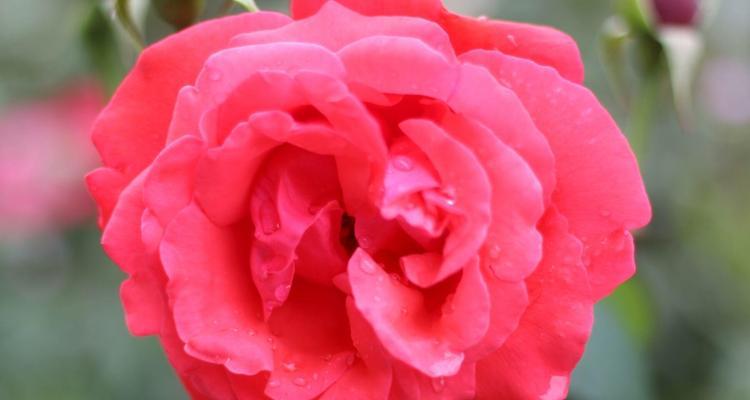 红色月季花语（揭开红色月季的花语）