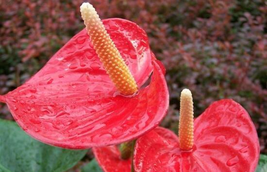 红掌花语（红掌花语的意义与传承）