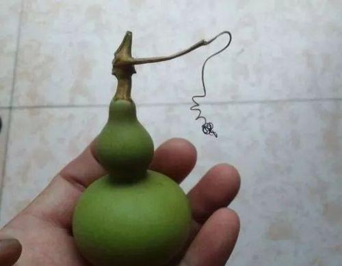 葫芦的寓意与象征意义（揭示葫芦的文化内涵与人生哲理）