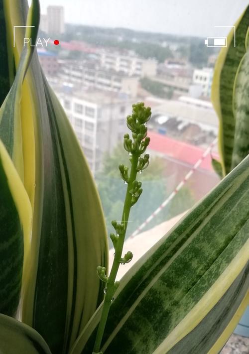 虎皮兰开花的寓意与象征（探索虎皮兰开花的神秘世界）