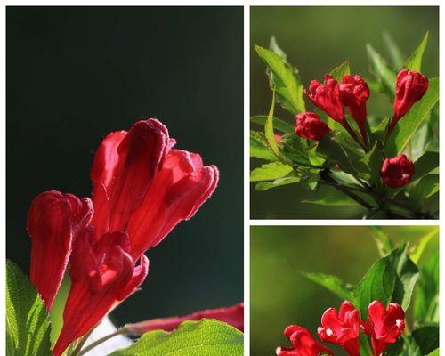 以锦带花花语（探索花与语言的奇妙联结）