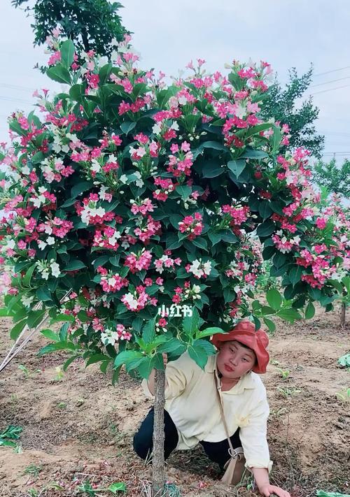 以锦带花花语（探索花与语言的奇妙联结）