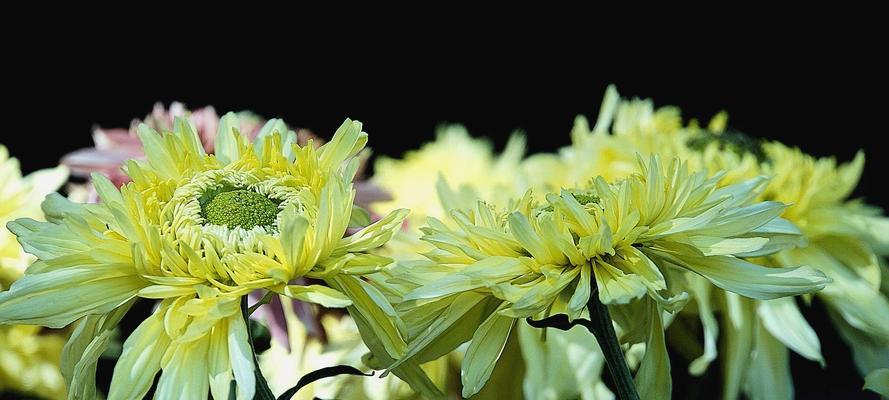 菊花的花语及其象征意义（探寻菊花所代表的美好寓意与情感）