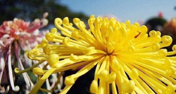 菊花花语之美（探寻菊花之语）
