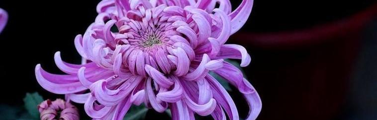 菊花花语之美（探寻菊花之语）