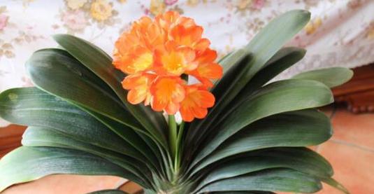 君子兰花语揭示人性美（探寻君子兰花语的深层含义）