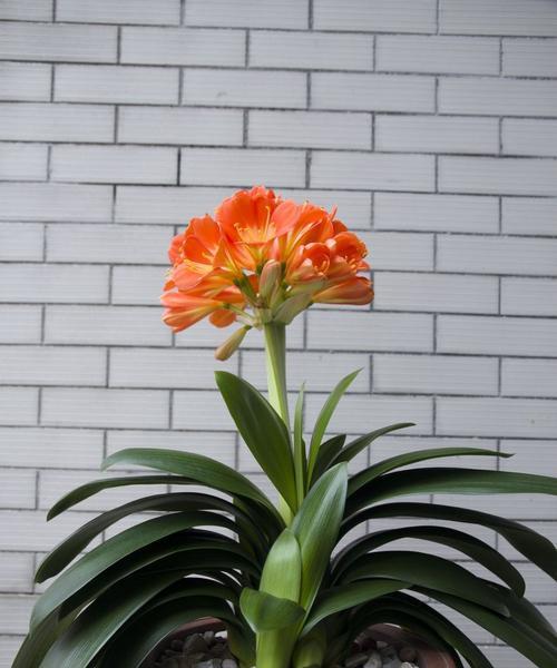 君子兰花语揭示人性美（探寻君子兰花语的深层含义）