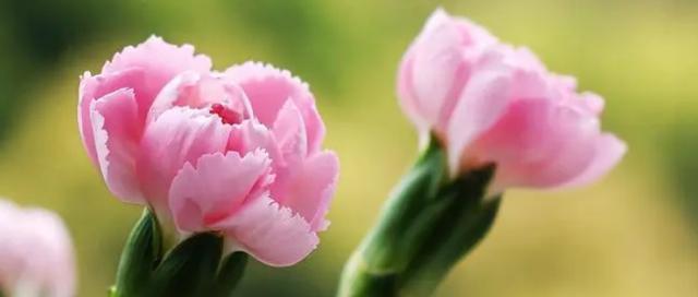 康乃馨的花语与意义（探索康乃馨花语的深刻内涵）
