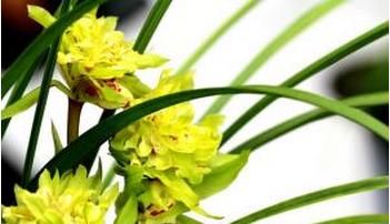 木兰花的花语和意义（探索木兰花花语的深层含义及其美丽之处）