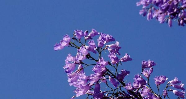 蓝花楹的花语与寓意（探索蓝花楹的美丽与内涵）