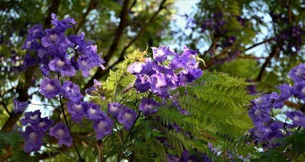 蓝花楹的花语与寓意（探索蓝花楹的美丽与内涵）