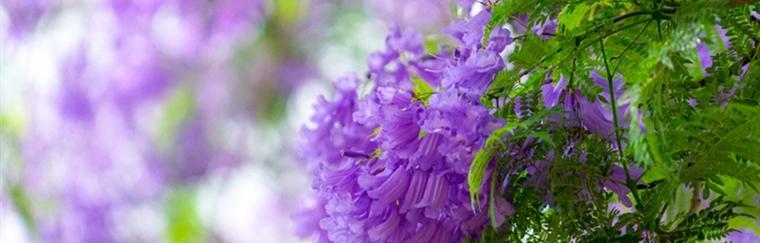 蓝花楹的花语与寓意（探寻蓝花楹的象征意义及文化内涵）