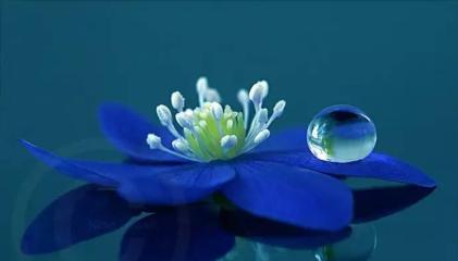 以蓝莲花代表什么（解读蓝莲花的象征意义与美学价值）