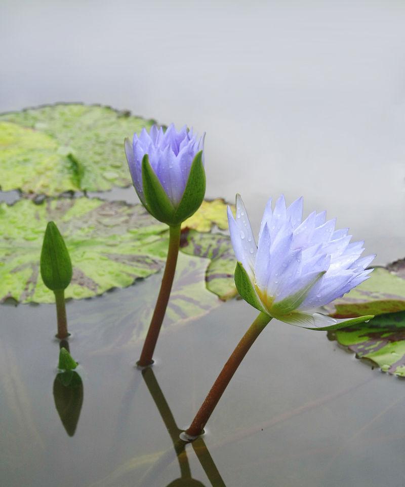 蓝莲花的象征意义及其与人生的关联（蓝莲花的内涵与启示）