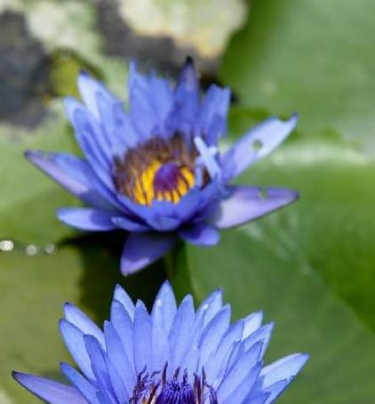 蓝莲花的象征意义及其与人生的关联（蓝莲花的内涵与启示）