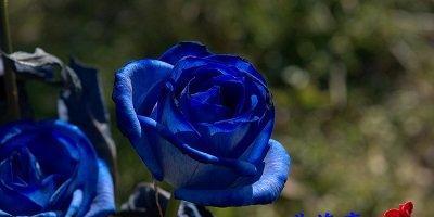 以蓝玫瑰花语的深刻寓意（解读蓝玫瑰的花语）