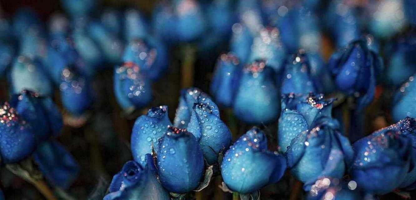 蓝色玫瑰花的花语之浪漫与神秘（探寻蓝色玫瑰花的含义与象征）