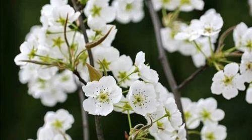 梨花的花语与意义（探寻梨花花语的魅力与深意）