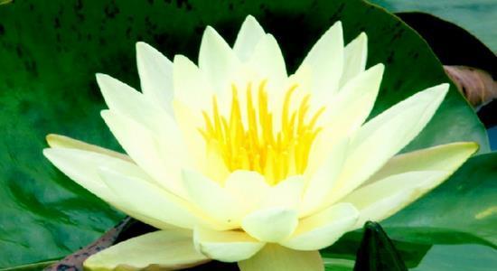 莲花的寓意与象征（探索莲花的美丽与哲理）