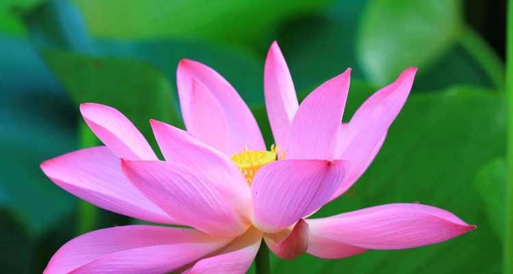 莲花的寓意与象征（探索莲花的美丽与哲理）