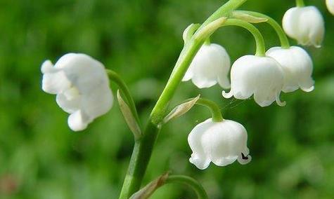 铃兰的花语与意义（铃兰花的象征和美丽诠释）
