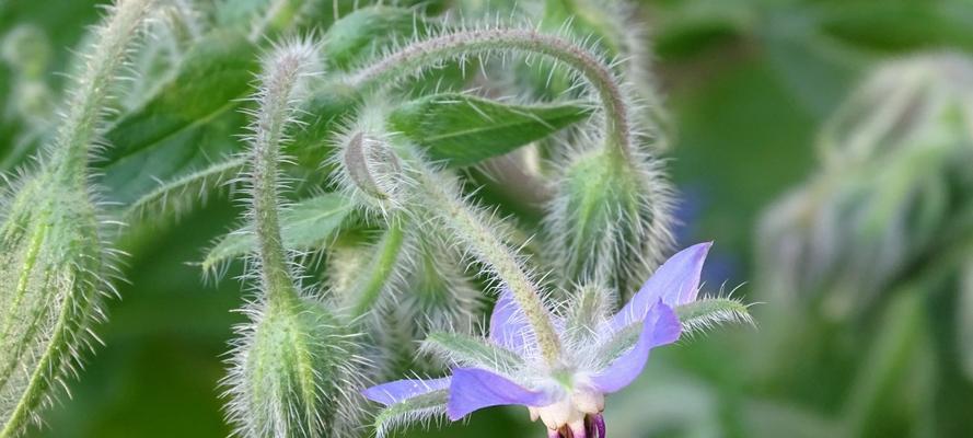 以琉璃苣花语（探索以琉璃苣花语的深层含义）