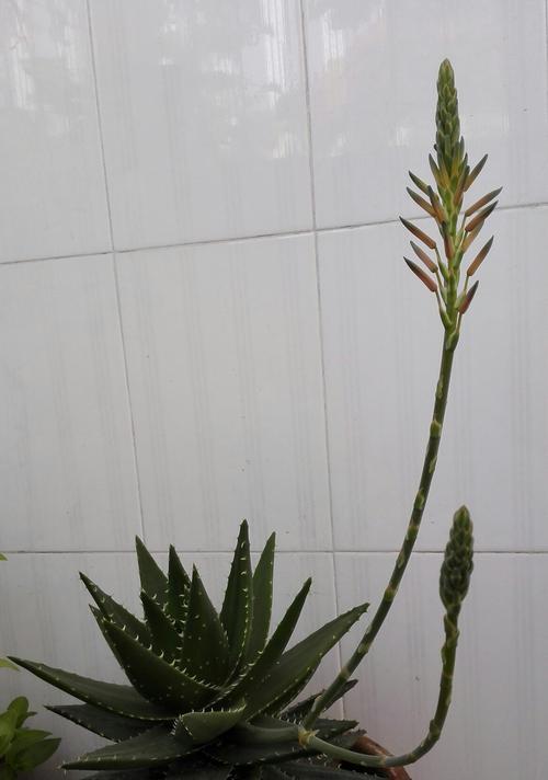 芦荟绽放（探寻芦荟盛开的内在力量）