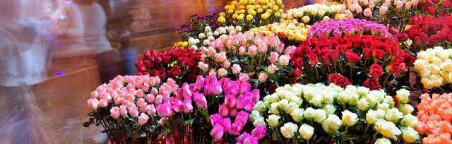 绿玫瑰的花语之美（绿玫瑰的花语及其隐含意义）