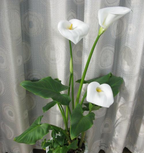 马蹄莲花语（马蹄莲花语的深刻寓意与传承）