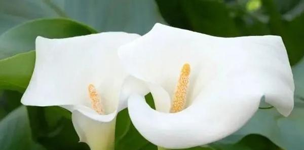 马蹄莲花语（马蹄莲花语的深刻寓意与传承）