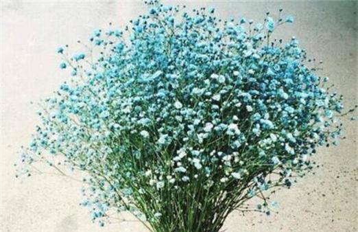 满天星之花语（满天星花语传递着勇敢）