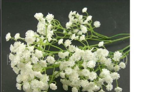 满天星花语的美丽寓意（传递幸福和纯真的满天星花）