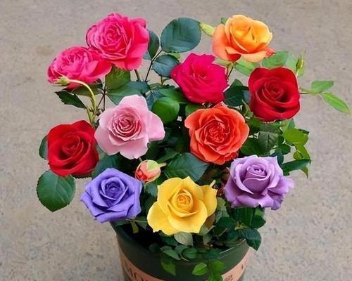 玫瑰花朵数的含义（揭示玫瑰花朵数背后的情感寓意）