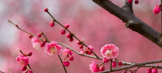 梅花的寓意与象征（美丽坚韧）