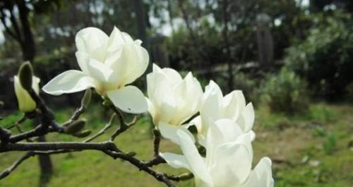 用花语解读不同颜色的玉兰花（探寻玉兰花的花语之谜）