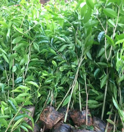 沉香树风水之谜（揭开沉香树的神秘面纱）