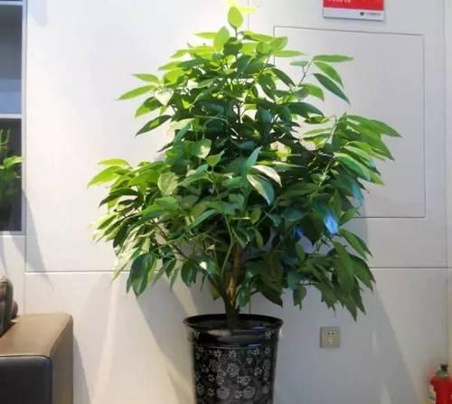 橙子的风水寓意与摆放位置（橙子的吉祥象征及其在居家风水中的重要性）