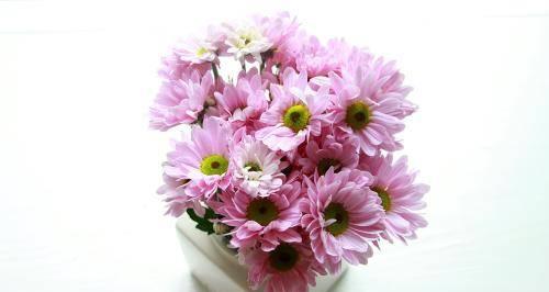 雏菊花语与寓意（用雏菊花语表达真挚的感情）