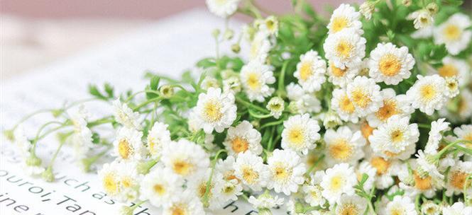 小雏菊的花语与代表意义（探索小雏菊背后的情感与象征）