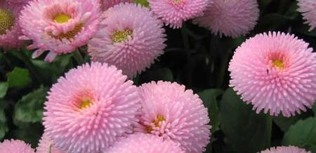 小雏菊的花语与代表意义（探索小雏菊背后的情感与象征）