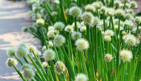 以葱开花之寓意与预兆（探寻葱花绽放的深层含义与预示）