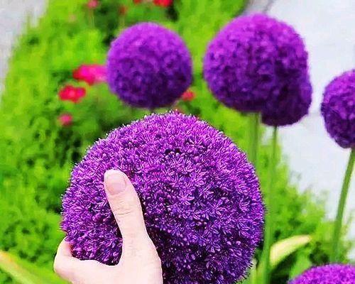 以葱开花之寓意与预兆（探寻葱花绽放的深层含义与预示）
