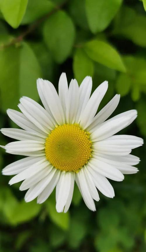 大滨菊的花语和寓意（传递希望与坚持的大滨菊——花语和寓意解析）