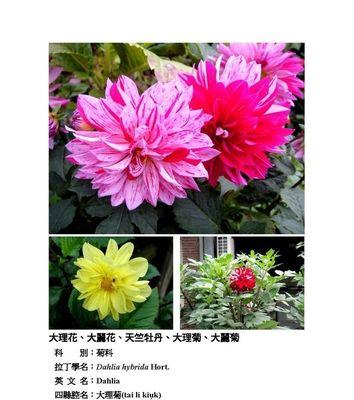 大滨菊的花语和寓意（传递希望与坚持的大滨菊——花语和寓意解析）