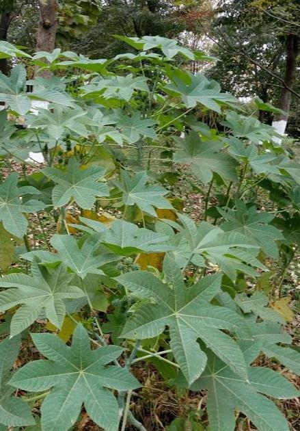 探索大戟科植物的奇妙特征（揭开大戟科植物的生态之谜）